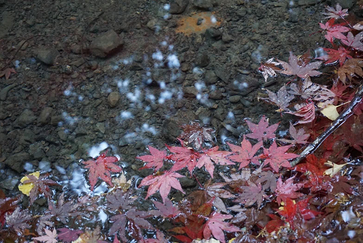 小國神社のもみじ狩り