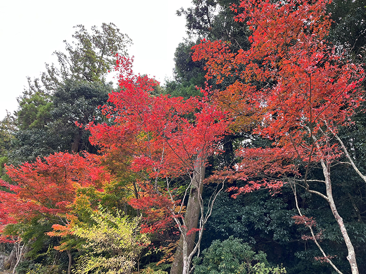 法多山もみじまつり